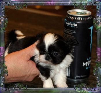 Kizzy tiny female chinese imperial dog, imperial shih tzu puppy, teacup 13 ounces - 10 weeks old